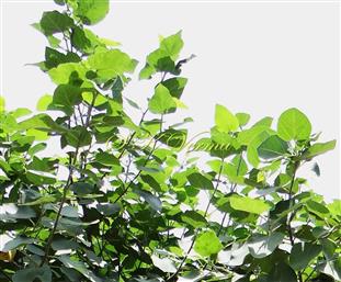  Leafy shoots